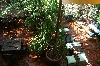 Das stille, gruene Restaurant im Boddhi Tree GH